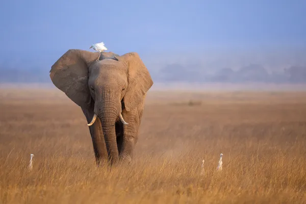 An Elephant on the Plains of Masai Mara thumbnail