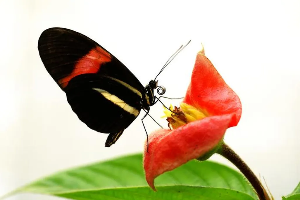 a butterfly on top of a flower