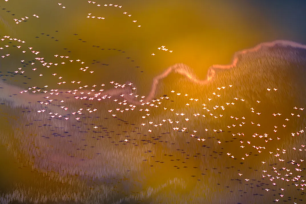 a flamboyance of flamingos