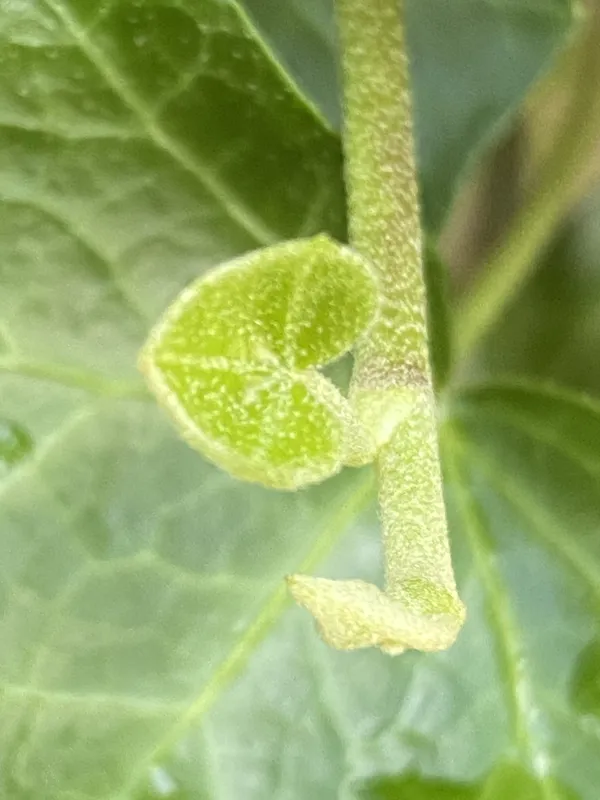 Frosted Leaf thumbnail