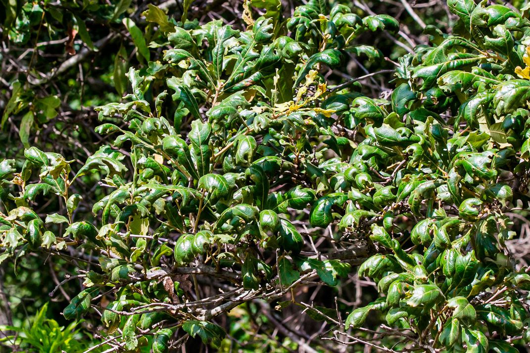 curled leaves of a post oak