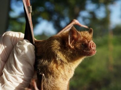 A researcher holds a banded vampire bat.