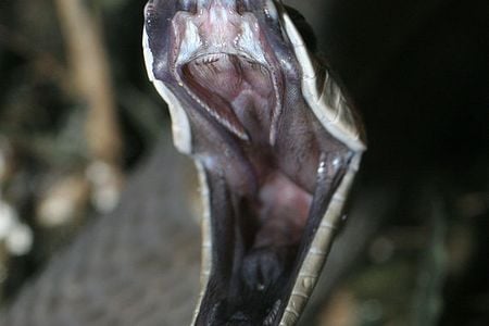 A black mamba strikes