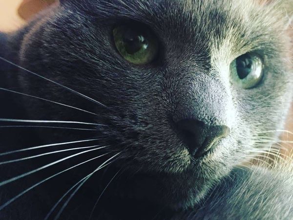 Momo the gray Cat thumbnail