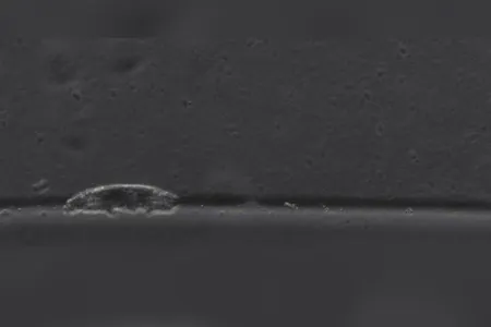 Tardigrades use their claws like grappling hooks and pull their bodies forward to move. 


