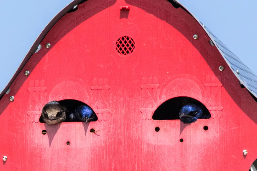 purple martins peek out from a large, red nest box, their heads visible through semicircle-shaped holes