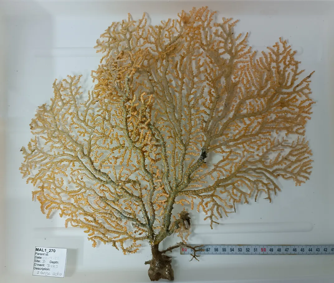 An octocoral