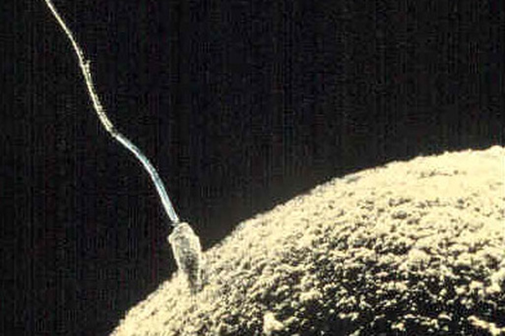 20130328015026Sperm-egg.jpg