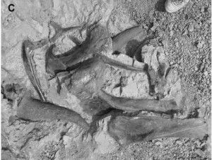 20110520083125triceratops-bonebed-jvp-300x226.jpg