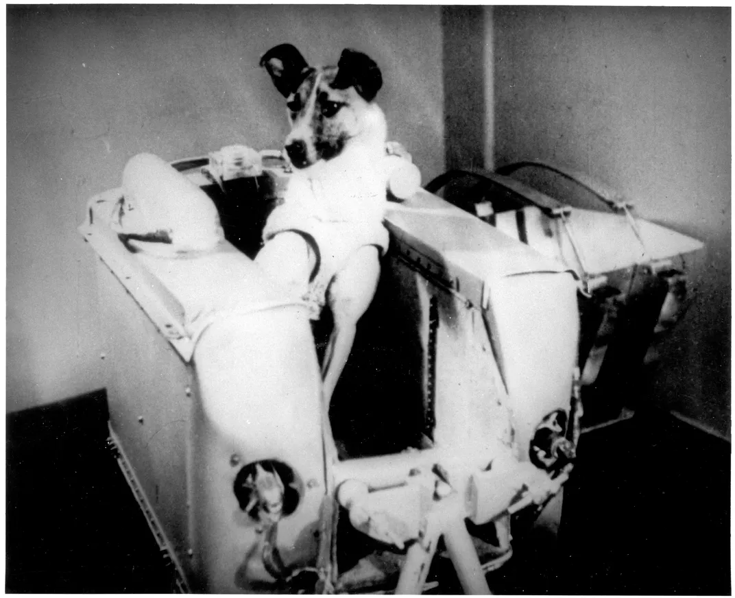 Laika in a machine