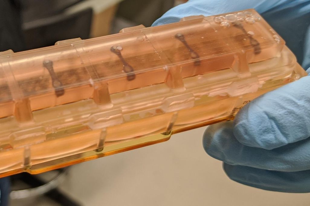 Heart tissues within one of the launch-ready chambers