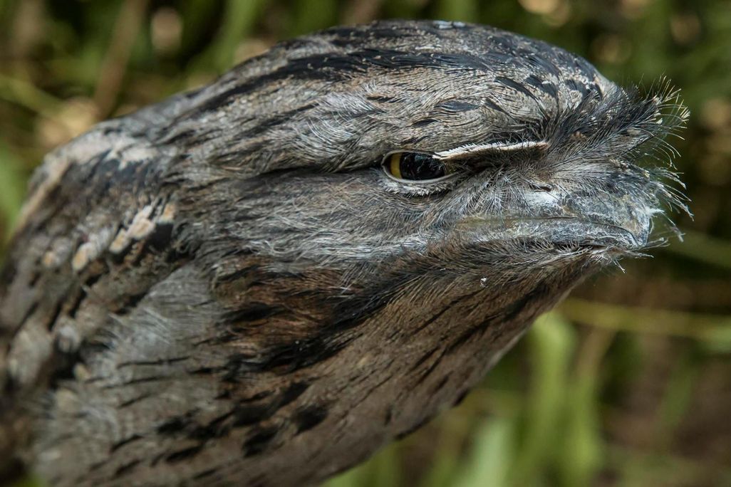 A close up of the frogmouth's head in an angry like expression. 