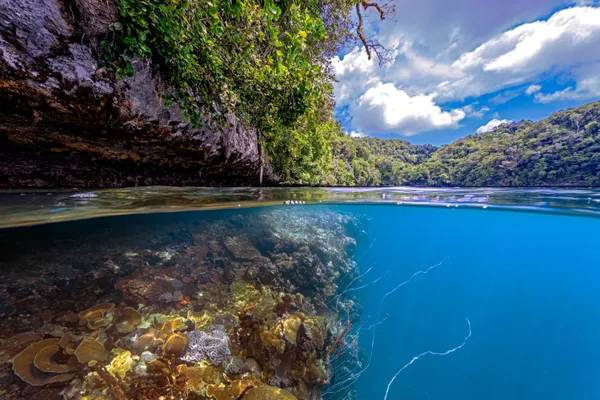 Jungle Canopy and Coral Kingdom thumbnail