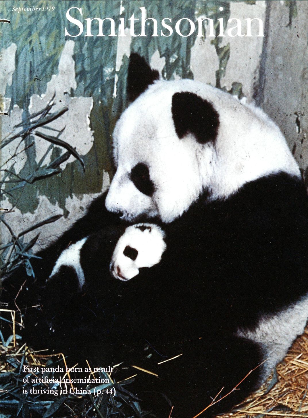 The September 1979 cover of Smithsonian magazine, featuring the first panda cub born through artificial insemination