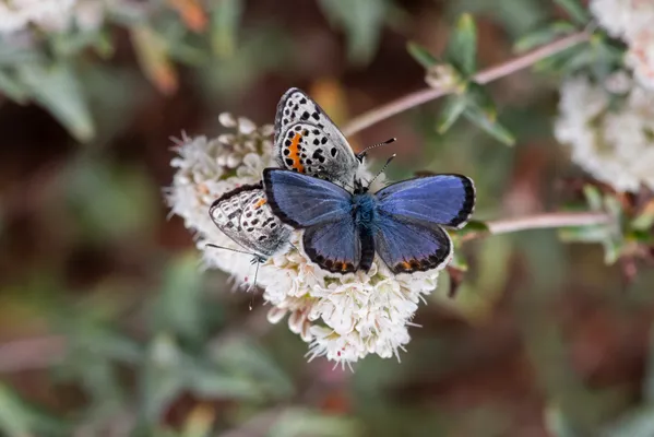 Endangered El Segundo Blue Butterflies in a Mating Dance thumbnail