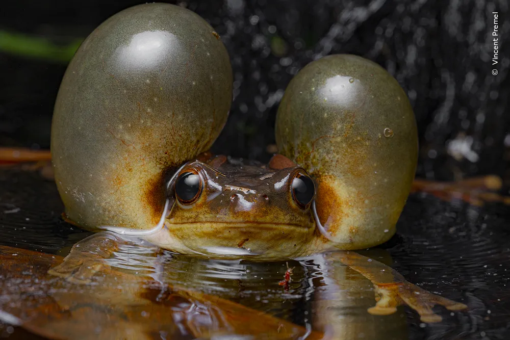 a frog in water with two large air bubbles in its cheeks on each side of its head