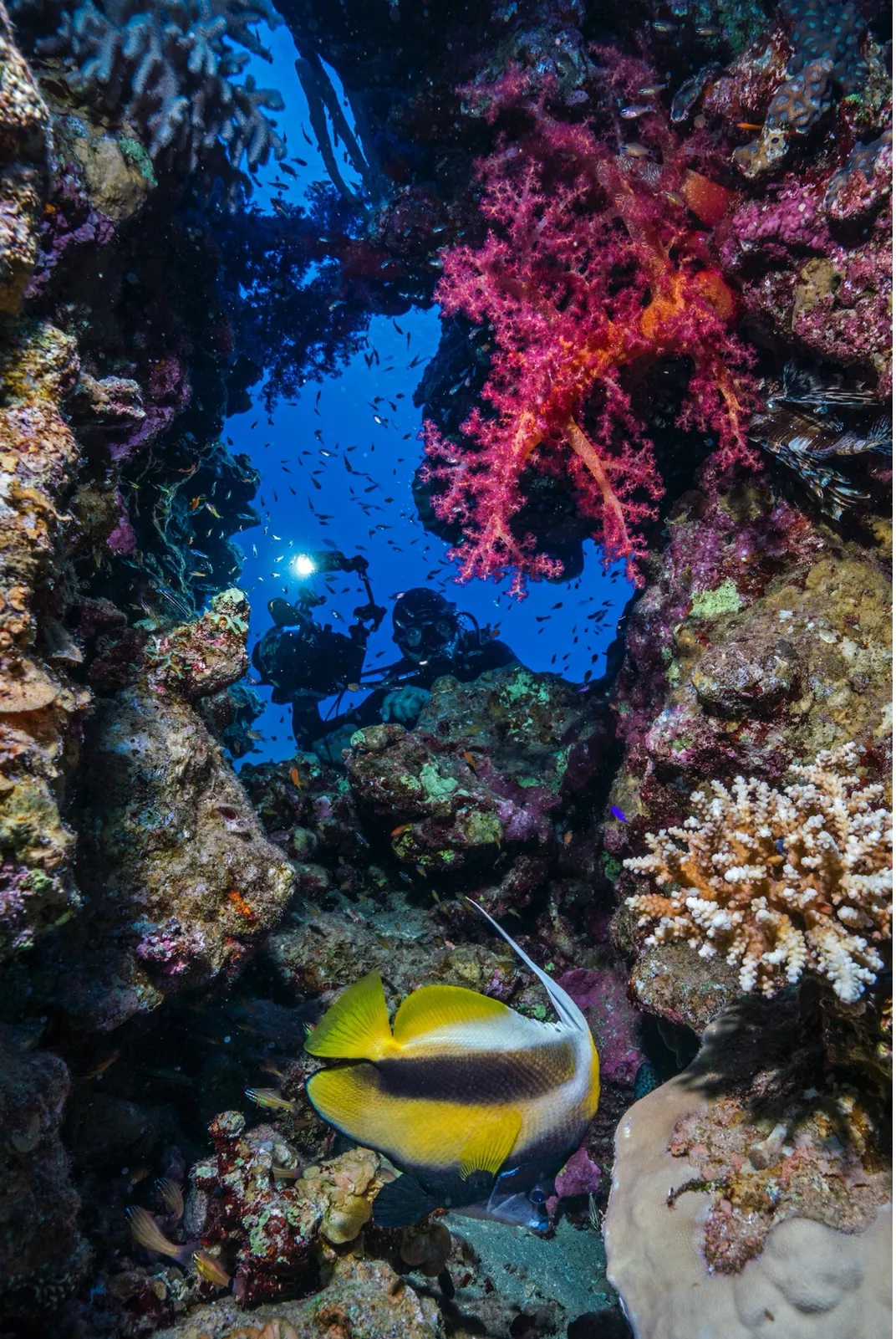 thriving coral reefs