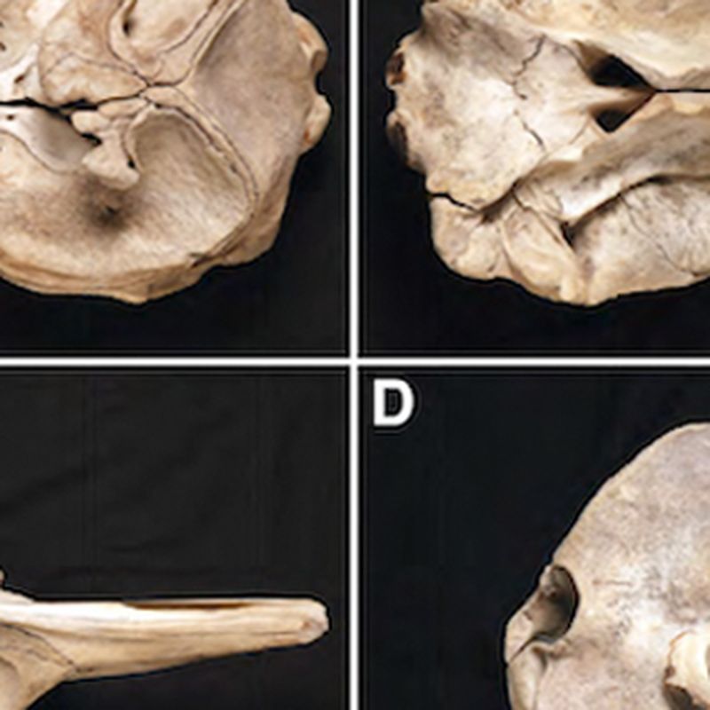 Rare Spade-Toothed Beaked Whale Found in New Zealand