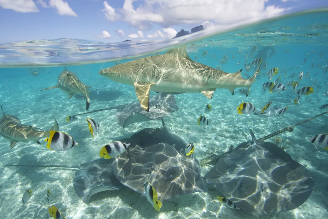 Sharks, stingrays and blackwedged butterflyfish swim in clear, shallow waters