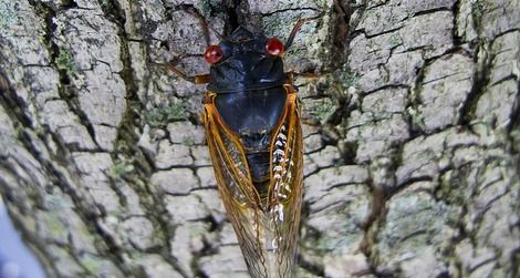 cicada