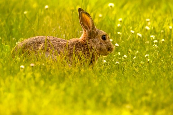 Spring Bunny thumbnail