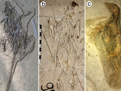 Typical entombment poses of some of the Jehol Biota’s animals (a Psittacosaurus (a) and primitive crow-like birds (b and c))—the same poses displayed by other victims of erupting volcanoes throughout history.  