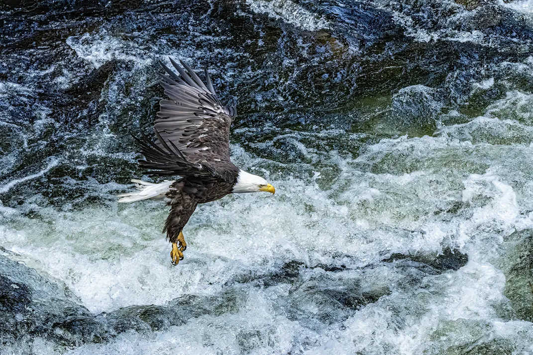 A bald eagle swoops down near the Anan Creek, where salmon commonly swim upstream, to find its next meal.