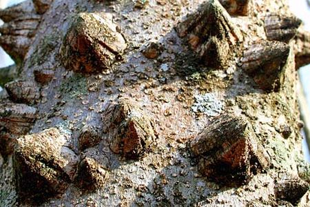 The toothache tree of North America, Zanthoxylum clava-herculis
