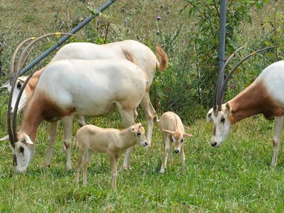 史密森保护生物研究所(Smithsonian Conservation Biology Institute)弯角羚群的最新成员是两只通过改进的人工授精方法出生的小羚羊。