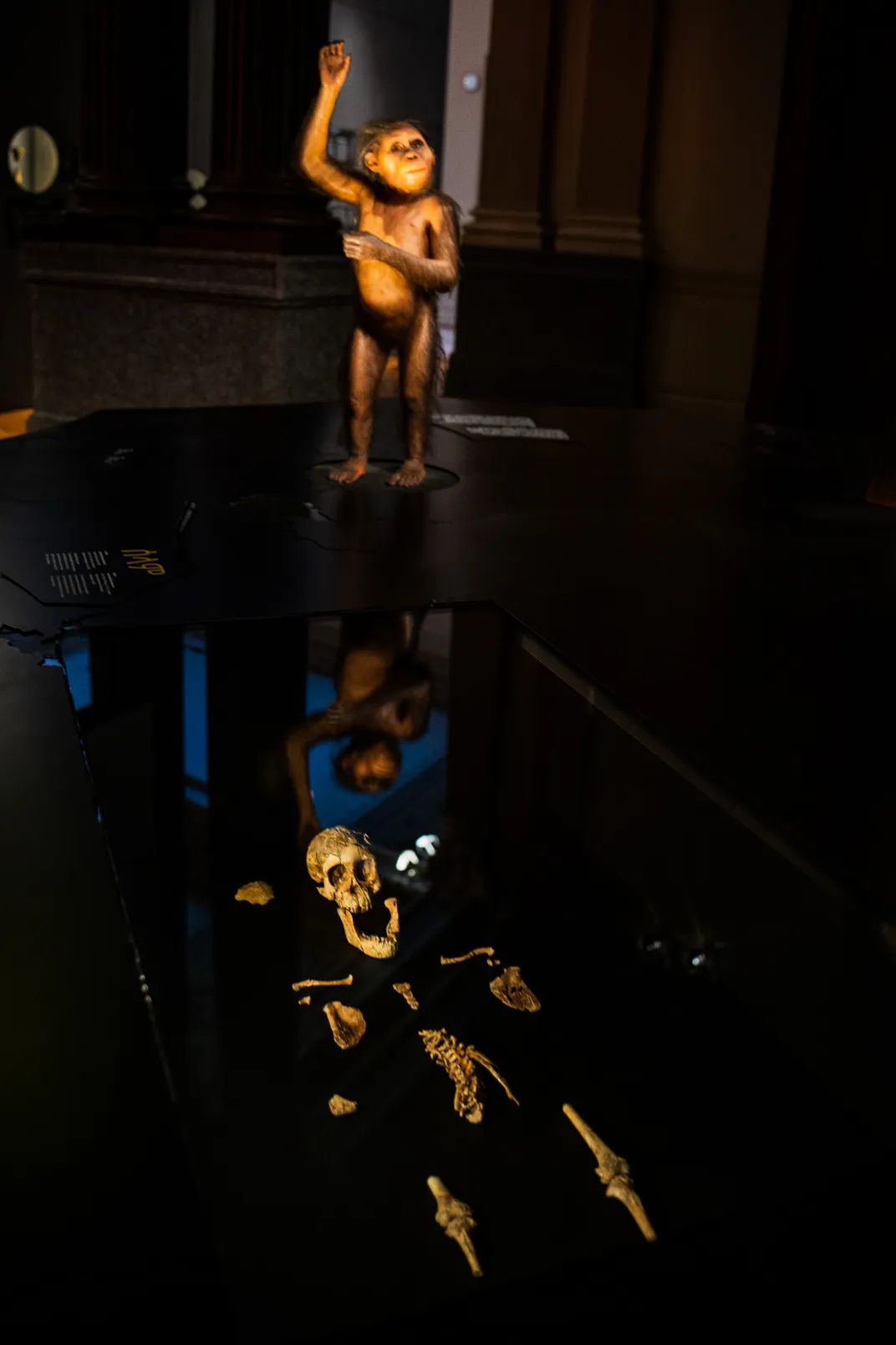 a reconstruction of the 3-year-old Selam over her preserved bones