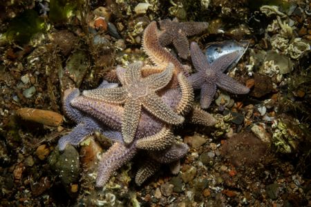Scientists have discovered that each of the sea star&rsquo;s tube feet is driven independently using local feedback from the environment.