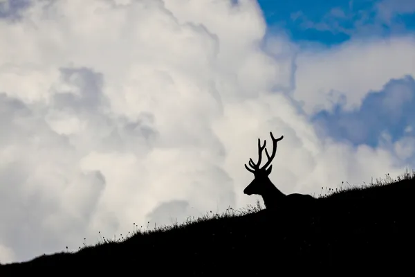 Silhouette of an Elk thumbnail