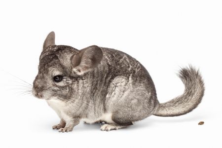 From the tiniest to the most massive of poos, physics predicts we should all spend the same amount of time on the john.