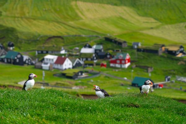 Three puffins in Mykines, Faroe Islands. thumbnail