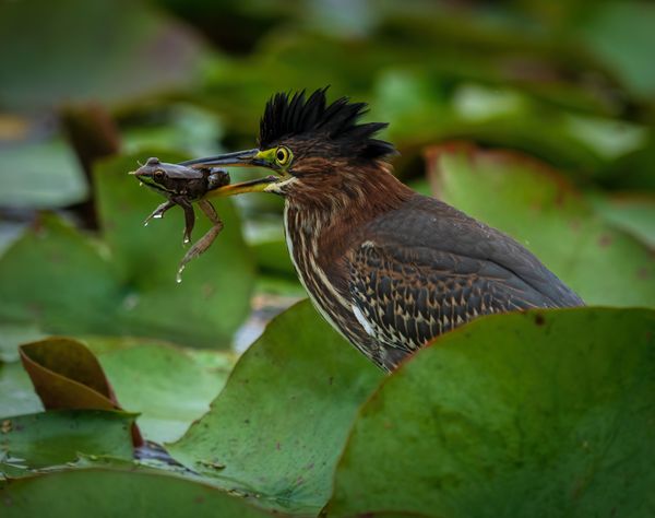 Green Heron and His Lunch thumbnail