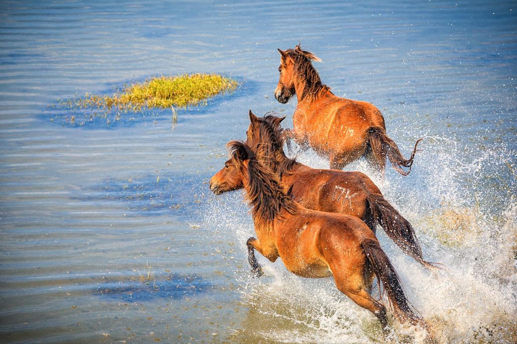 Shackleford Banks, North Carolina