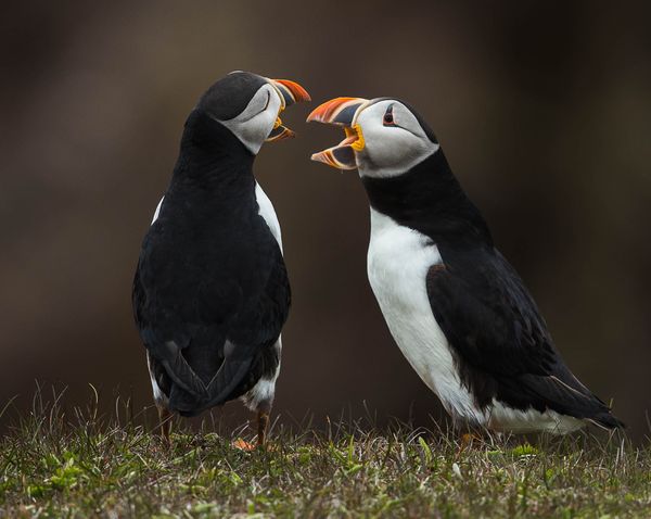 Puffin Discussion thumbnail