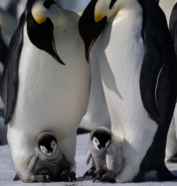 Two Mother Emperor Penguins and Two Cubs thumbnail