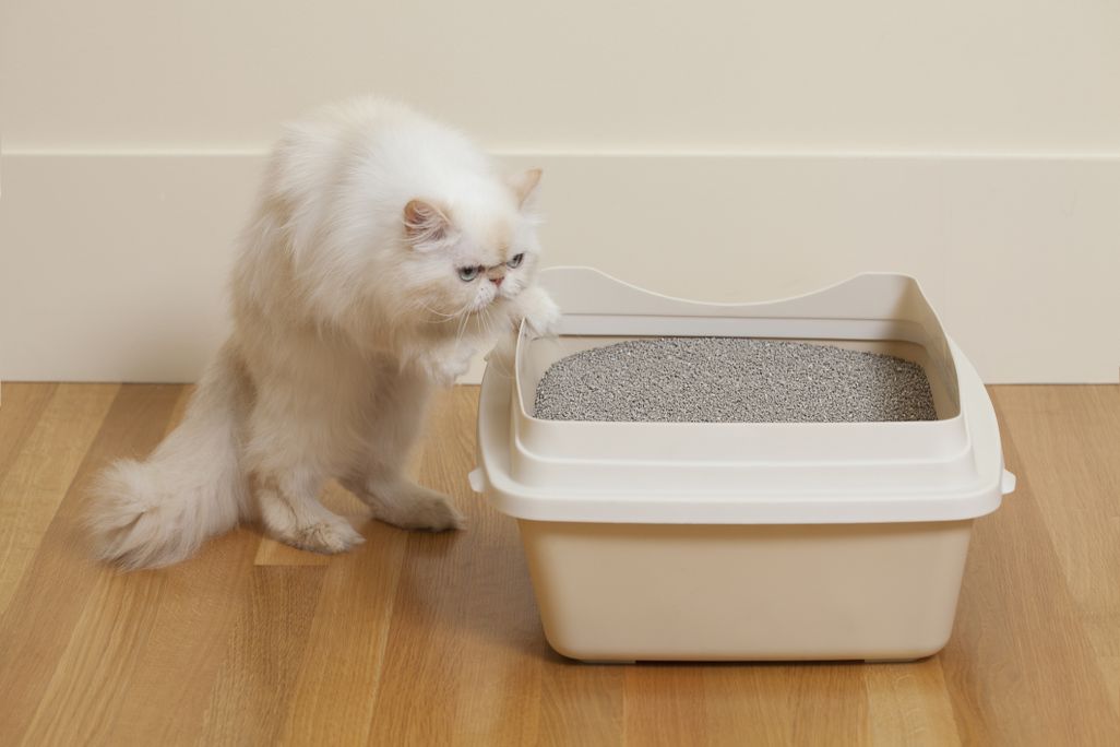 A white Persian cat steps into a litterbox