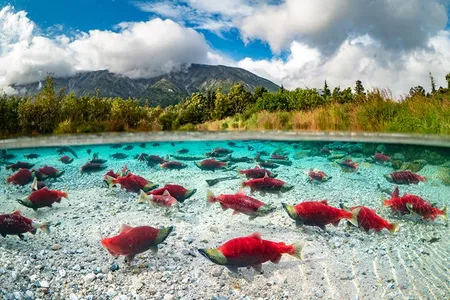 Hundreds of sockeye salmon spawn in a spring-fed pond in Iliamna Lake, Alaska
