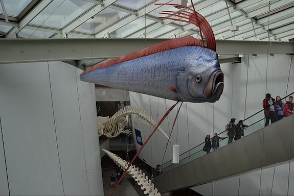 Oarfish model in a museum