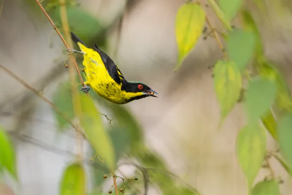 Yellow-Bellied Dacnis thumbnail