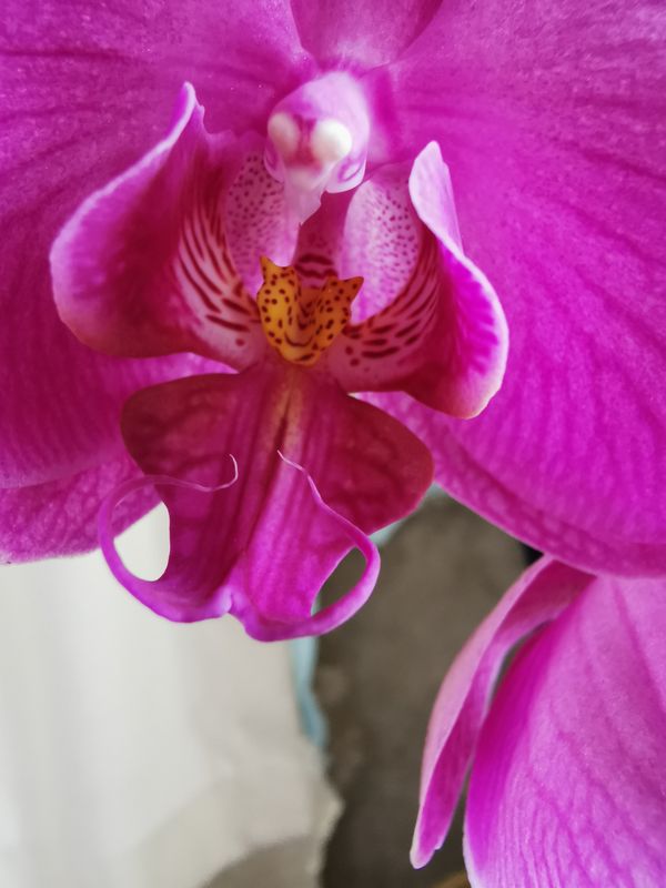 Blush of Orchid thumbnail