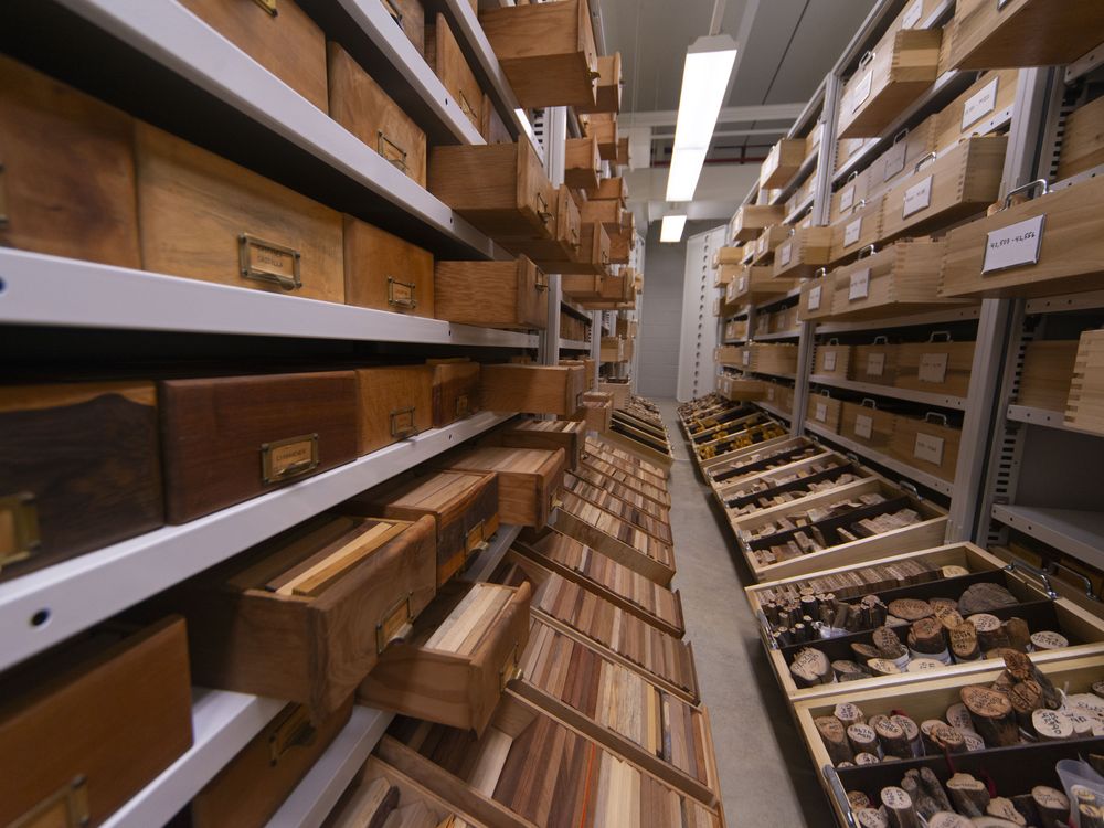 How Much Wood Could a Museum Collect? Much More Than a Woodchuck Could | Smithsonian Voices