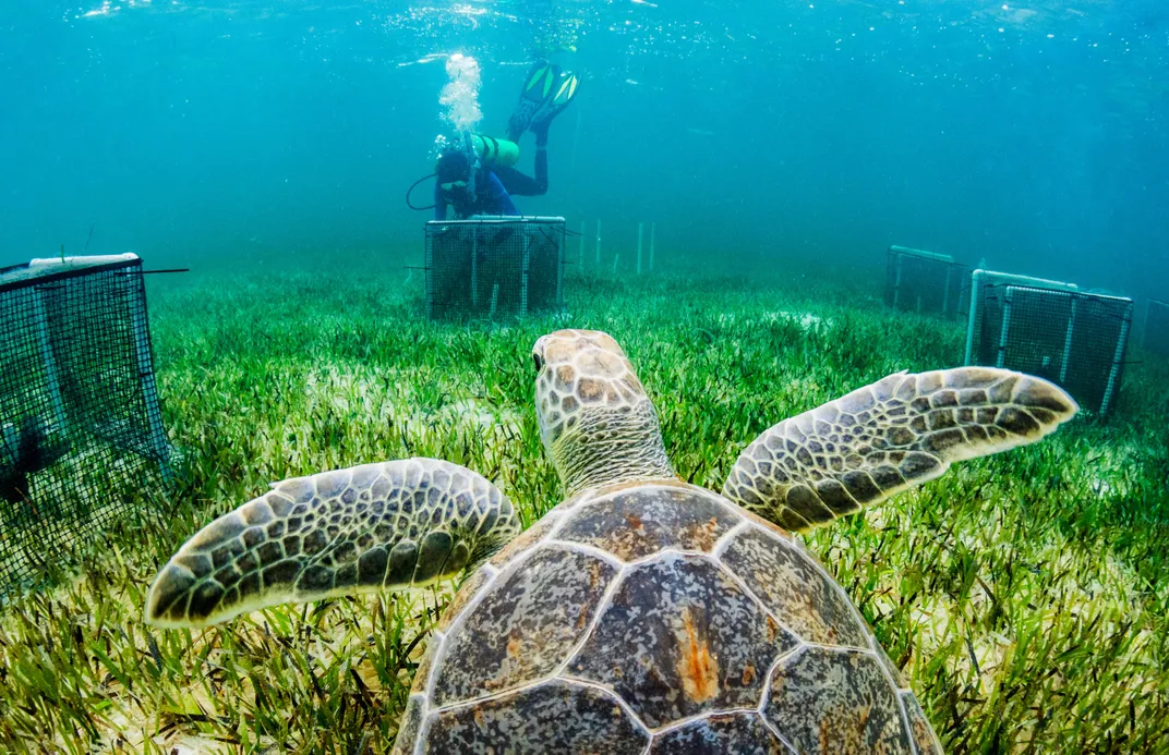 A green sea turtle happens upon a researcher with the Centre for Ocean Research and Education, based on Eleuthera Island.