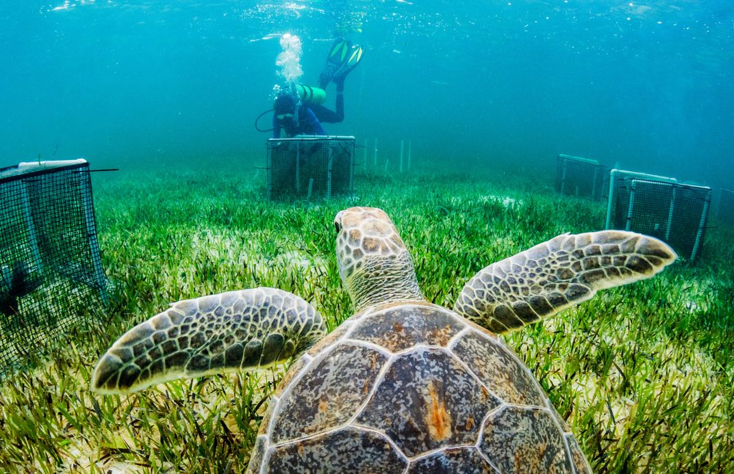 Human Pee Might Just Be the Key to Saving Seagrass, Innovation