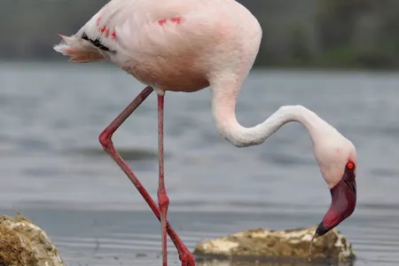A lesser flamingo feeds at Lake Bogoria, in Kenya.