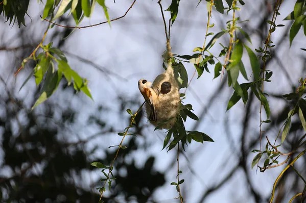 Penduline tit with nesting material thumbnail