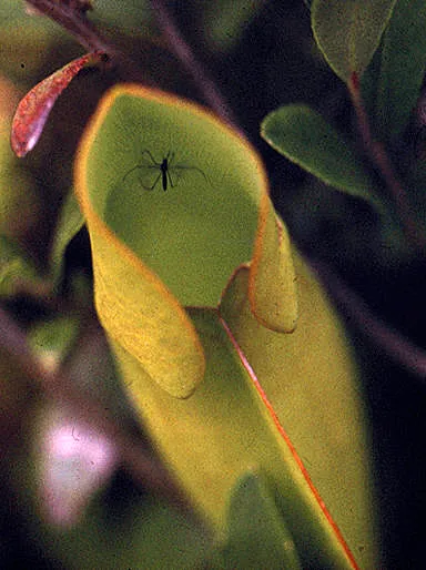 pitcher plant2 h