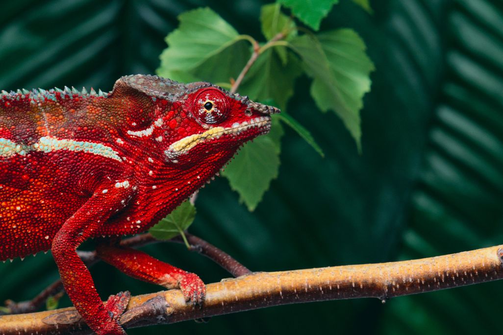 Panther Chameleon